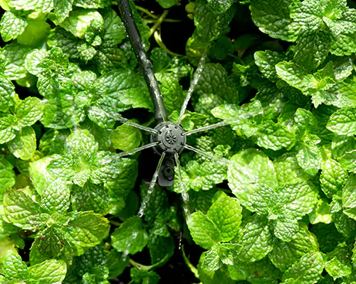 マイクロスプリンクラー灌漑: 効率的な節水灌漑の新時代の到来