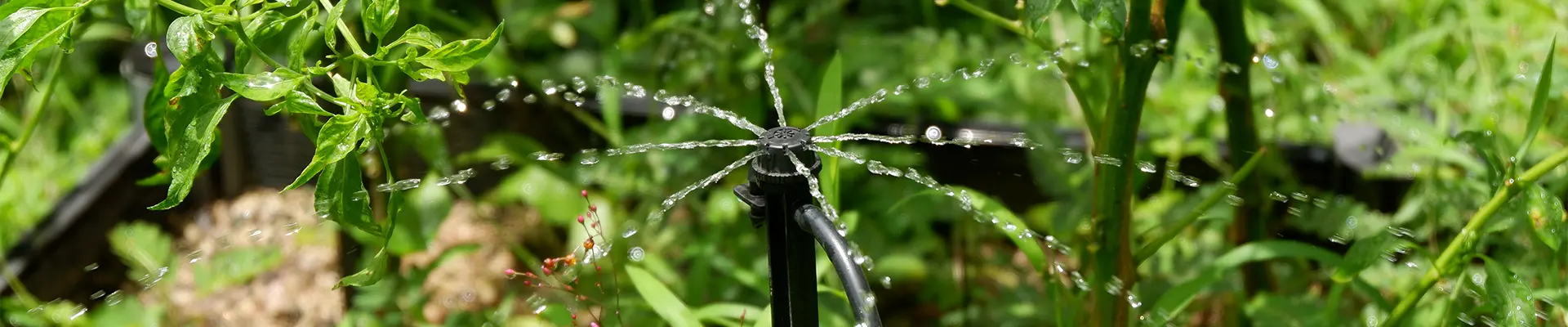 ドリッパー灌漑