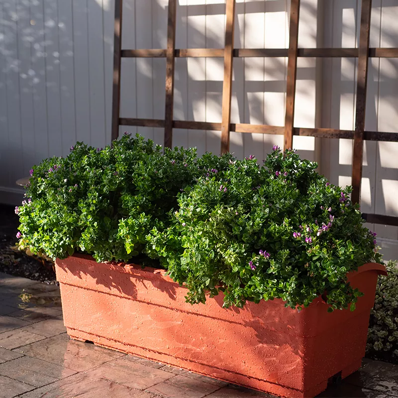 30L 自動給水カンナ